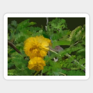 Acacia farnesiana or Kolū in Hawaiian Sticker